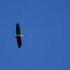 Bald Eagle, over Jordan Lake