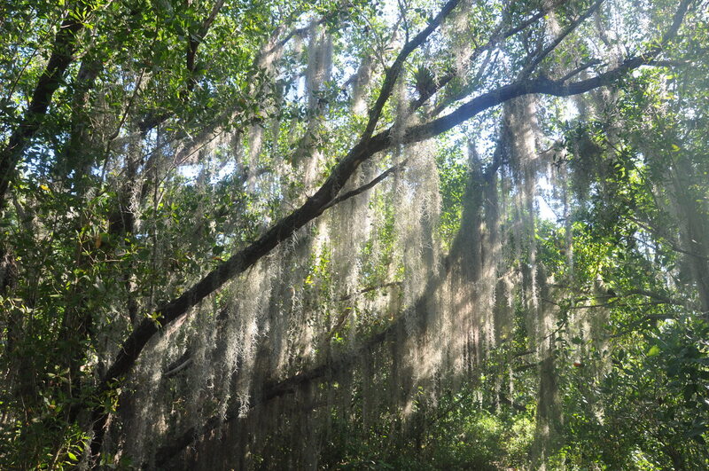 An abundance of Bromiliad epiphytes such as this Spanish moss.