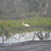 The white Ibis liked the mud-flats near the beach a lot more than we did.