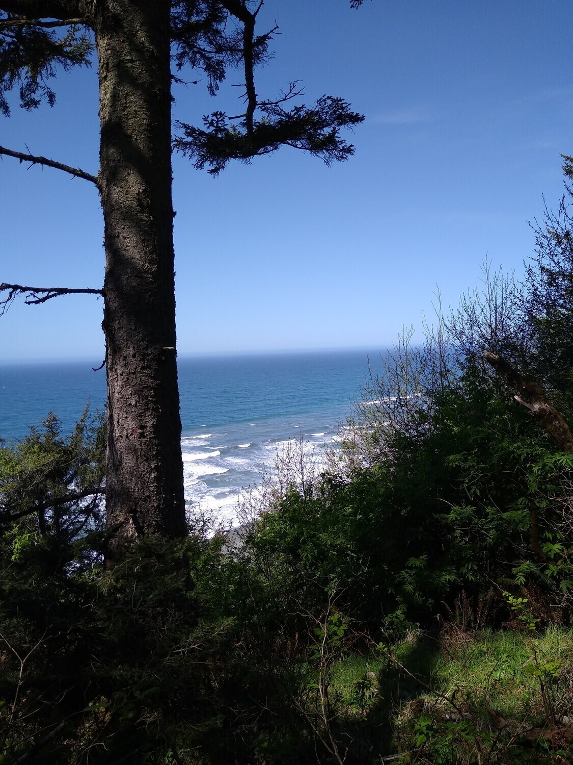 Skunk Cabbage Trail meets the Coastal Trail