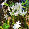 Rain lilies - wildflowers