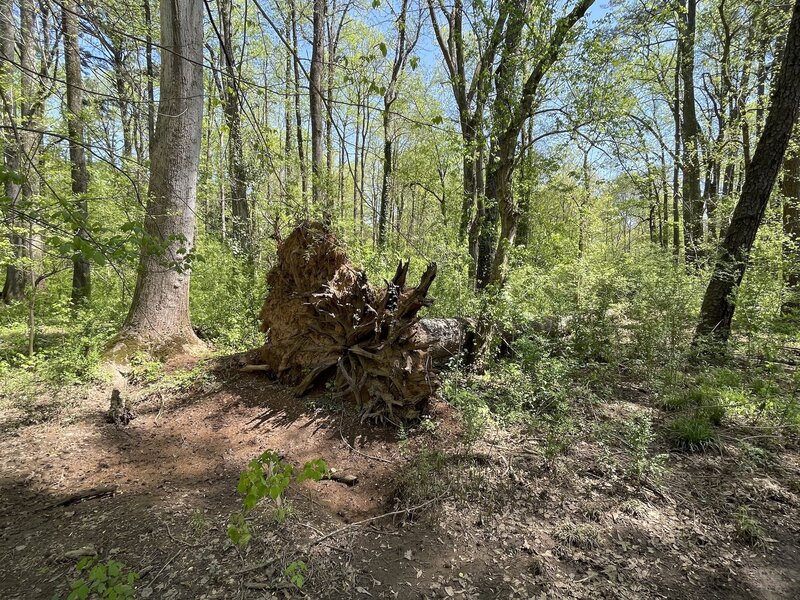 One of many fallen trees in the Clyde Shepherd Nature Preserve