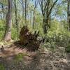 One of many fallen trees in the Clyde Shepherd Nature Preserve