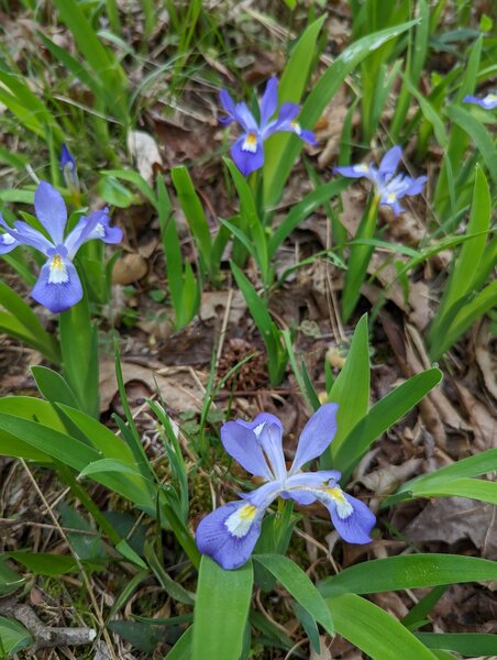 Dwarf irises in bloom mid April 2022