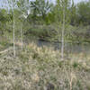 Just between the Aspens is a Great Blue Heron.