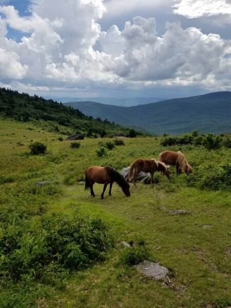 Famous wild horses