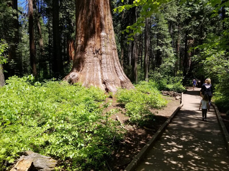 A wooden boardwalk protects the roots of giant Sequoia redwoods.