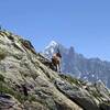 Chamois taking in the views.