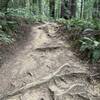 Redwood Peak Trail.