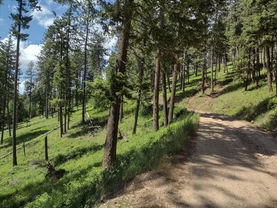 Canfield Mountain Loop Hiking Trail, Dalton Gardens, Idaho