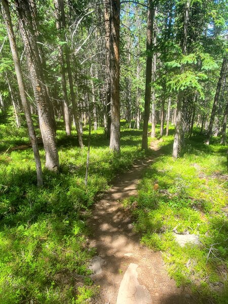 Pleasant forested slopes along the Northeast Rim Trail.