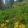 Lovely field of wildflowers under the Northwoods chairlift.