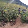 Turn left immediately after this gate for the start of Catalyst SingleTrack!