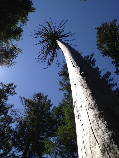 The Umpqua National Forest is full of interesting trees