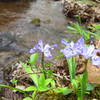 One of several creek crossings on Lower Wheat trail.