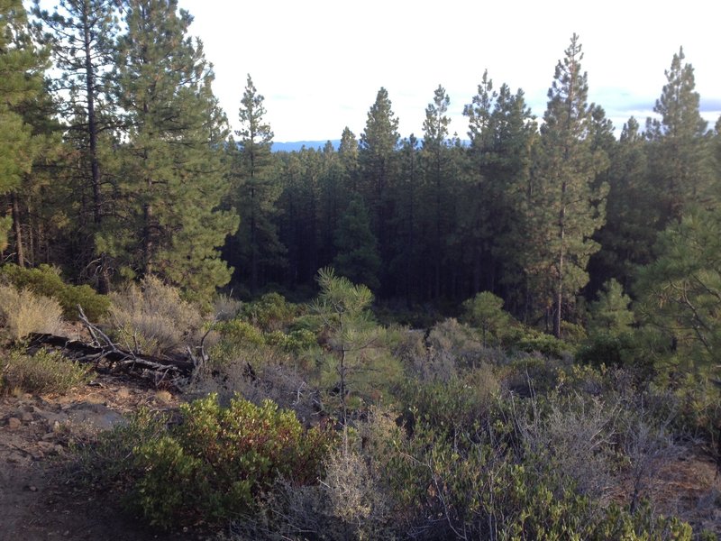A view in the dense forest.