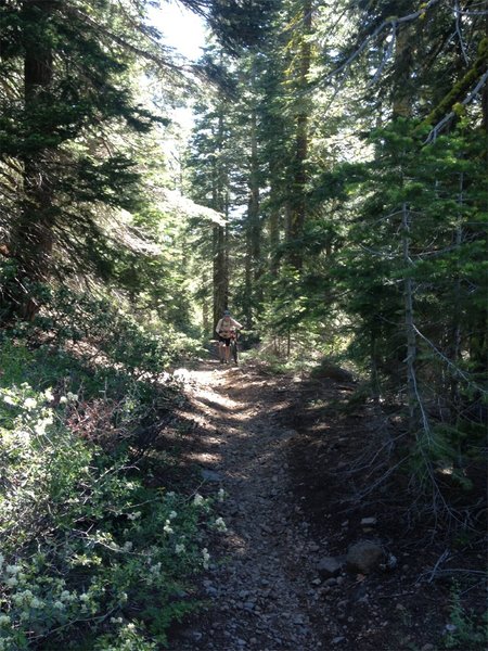 Tahoe Rim Trail - Tahoe City to PCT/Granite Chief Wilderness/T…