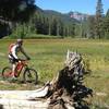 Going through Page Meadow