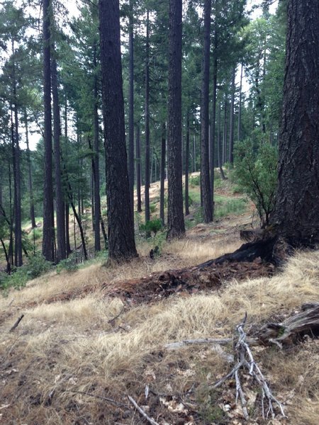 Fleming Meadow Loop