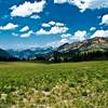 High Alpine Meadow Beauty