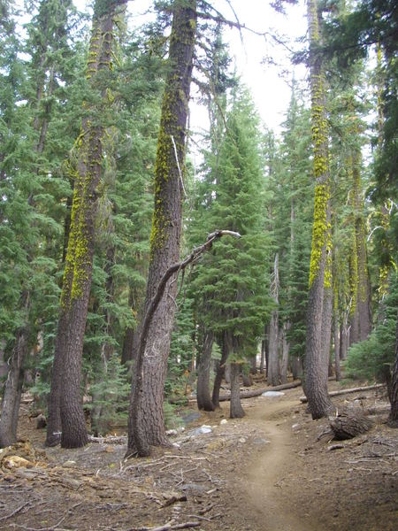 Perfect singletrack that makes you feel like youre in the backcountry