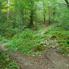 Adam's Run rock garden.