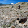 Surfing the pumice fields on the way to the Plains of Abraham Trail at the base of Mt. St. Helens.