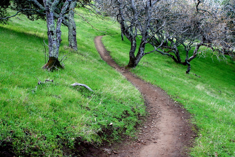Unknown Trail