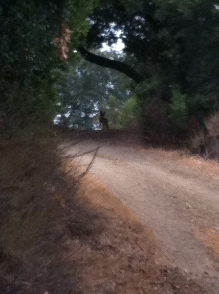 Wedding Trail