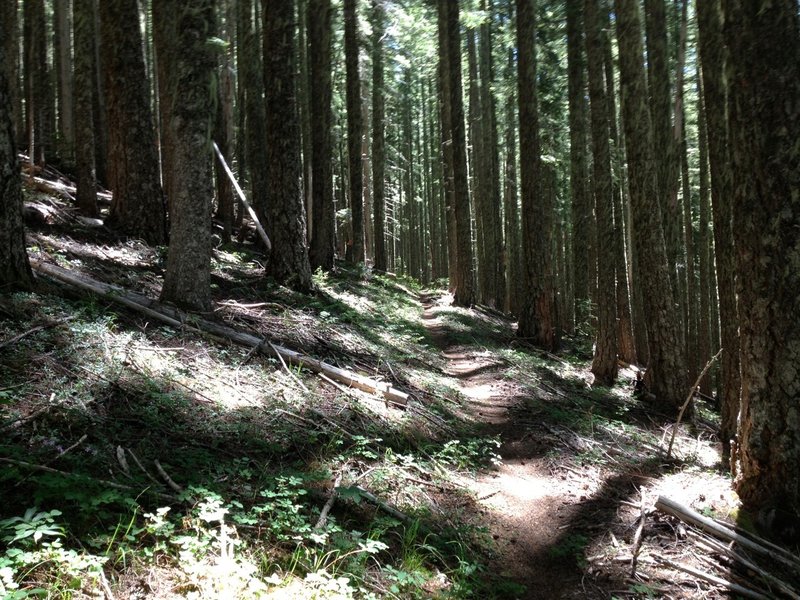 olallie mountain bike trail