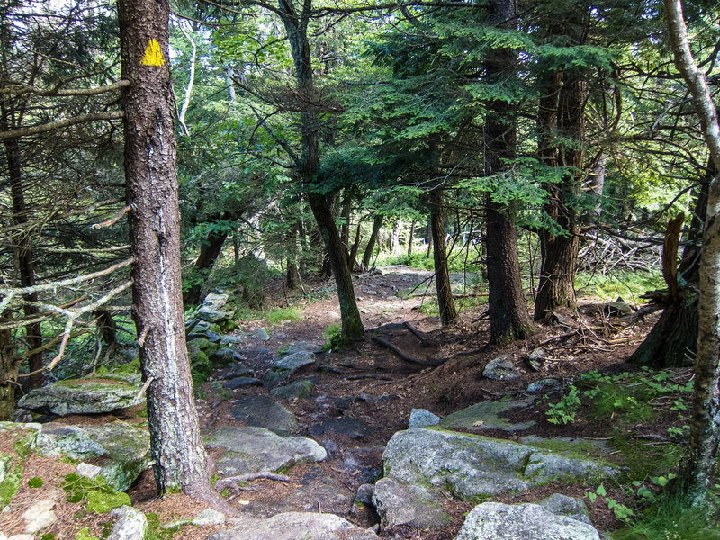 Mount Watatic Trail Map The Wapack Trail Between Mt Watatic And Nutting Hill Provides Lots Of  Technical Rocks.