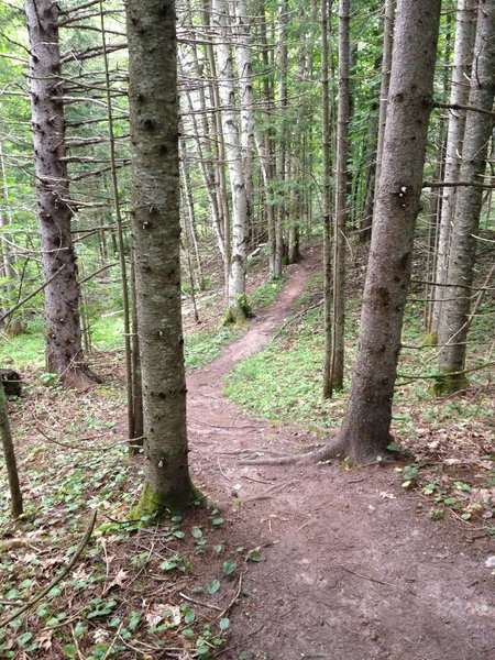 Wooded dip on Hillside Trail.