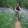 Spring Flowers in MHP