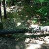 As of 08/29/2013 there is a tree over the trail.