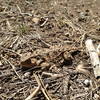 On trail wildlife. I saw an interesting looking rock that suddenly started to move, turns out it was this little guy. Horny toad.
