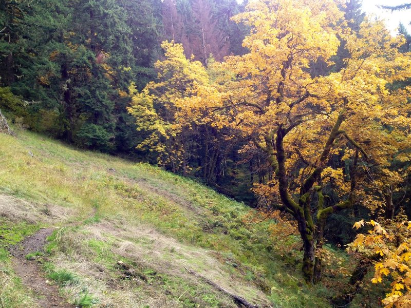 Tire Mountain #3485