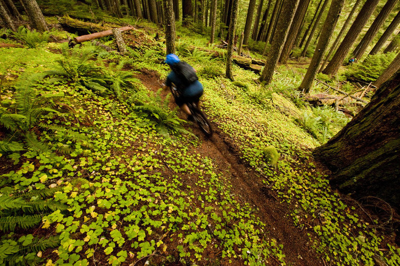 Tire Mountain has some of the biggest forest you've ever seen.
