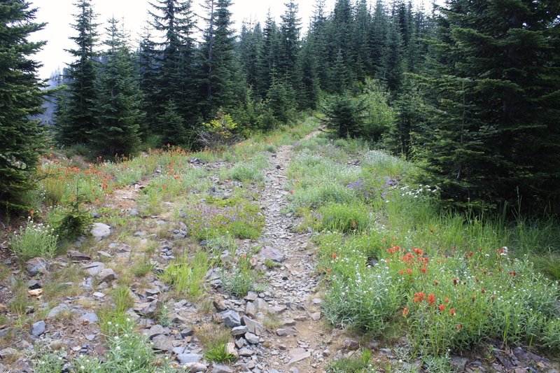 Dalles Ridge Trail #1173
