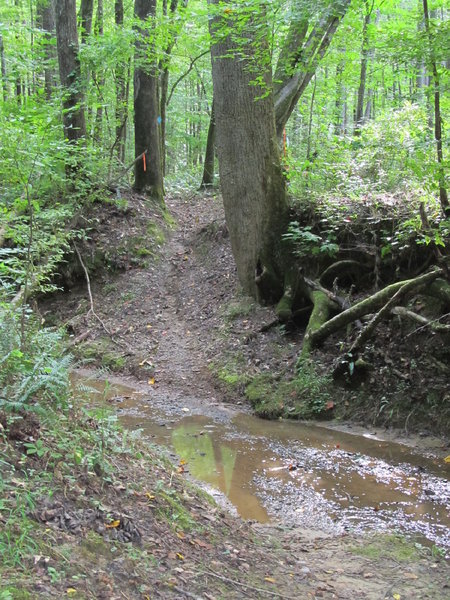 Creek crossing on the Log Jump Trail (optional)