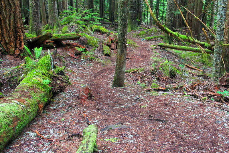 A view of the lush trail ahead on the Skookum Flats Trail.