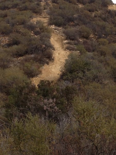 Dead Cow/Suicide Loop