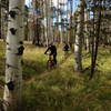 Maile & Erika Ring Through the Aspens