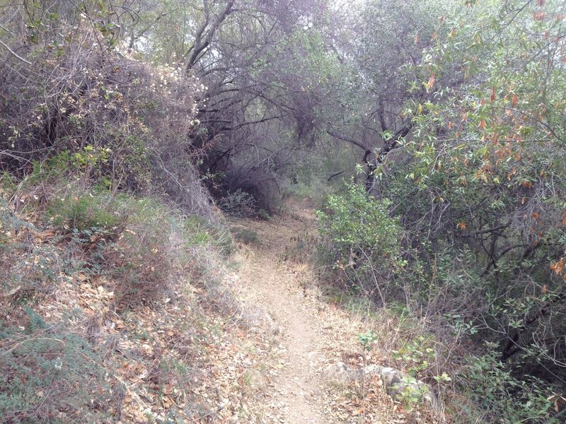 Arroyo Burro Loop