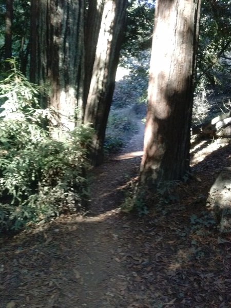 Sinawik Trail