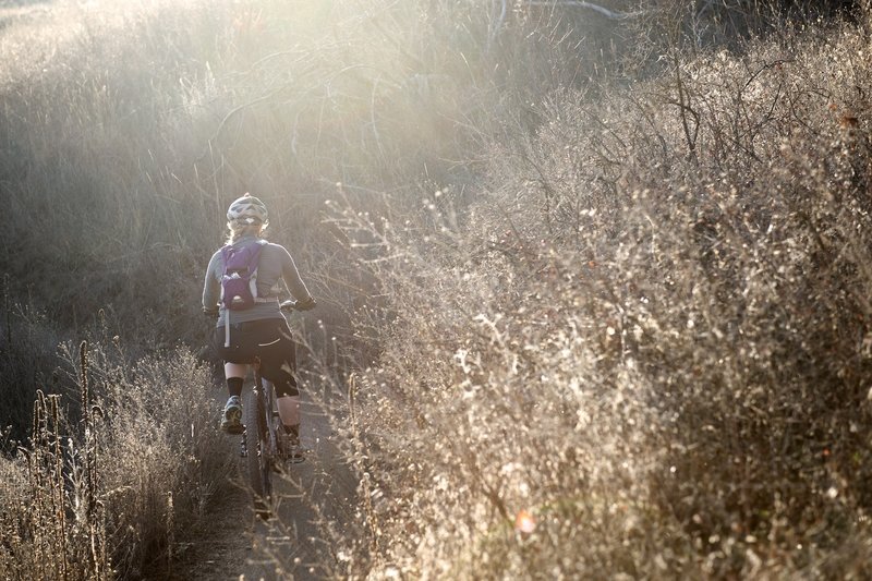Climbing through the sun drenched vegetation on Thanksgiving Day.