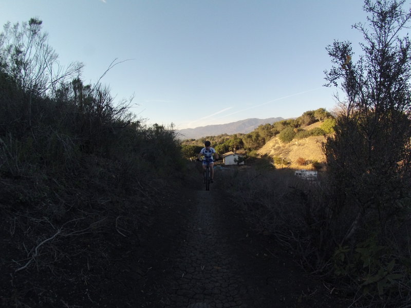 The Elings Loop