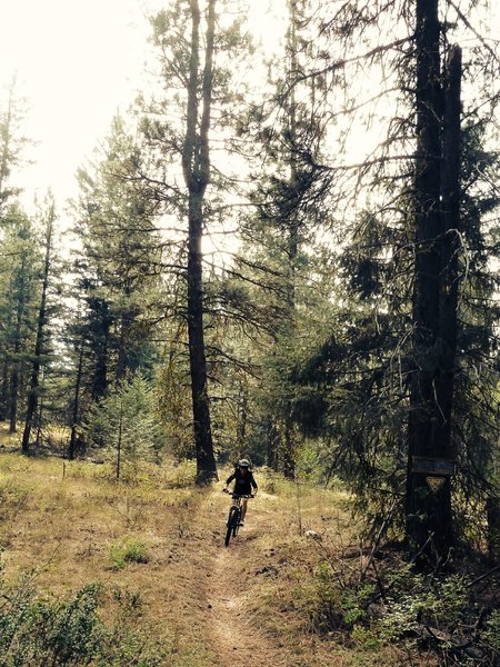 Yellowjacket Trail