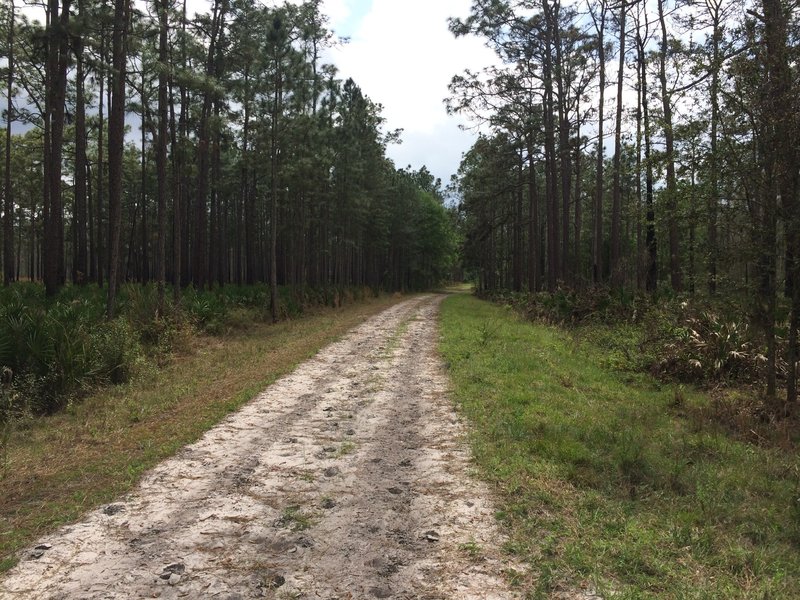 A stock photo of the trail at Colt Creek State Park in Florida.