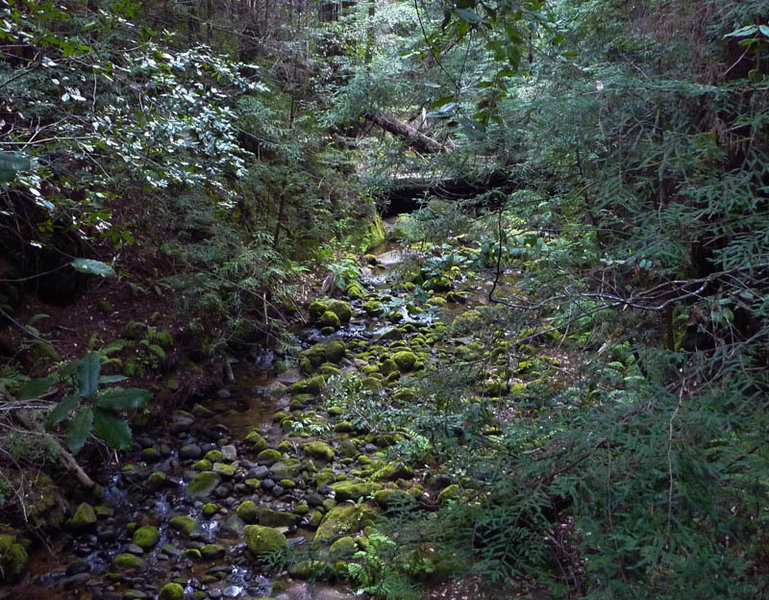 Purisima Scenery