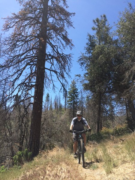 Some trees survived